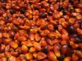 Palm Nuts