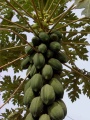 Papaya Tree